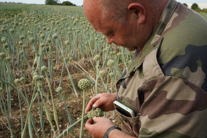 Vincent Desrumeaux dans son champ d'oignons. Les fleurs qui n'ont pas été arrosées sont en partie brûlées.. © Photo Amélie Poinssot / Mediapart